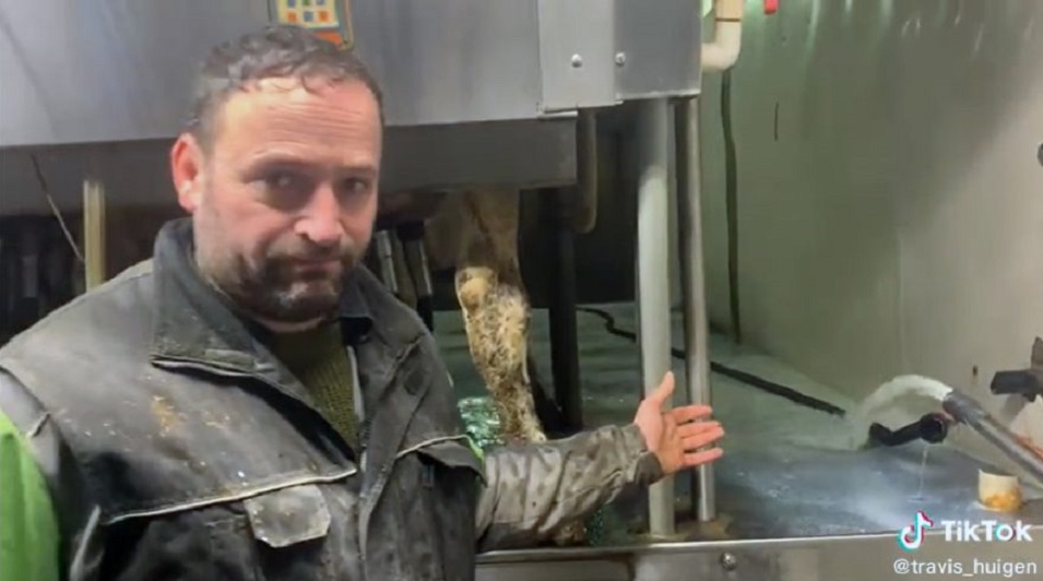 It breaks my heart:' Dairy farmer lashes out about practice of dumping  excess milk