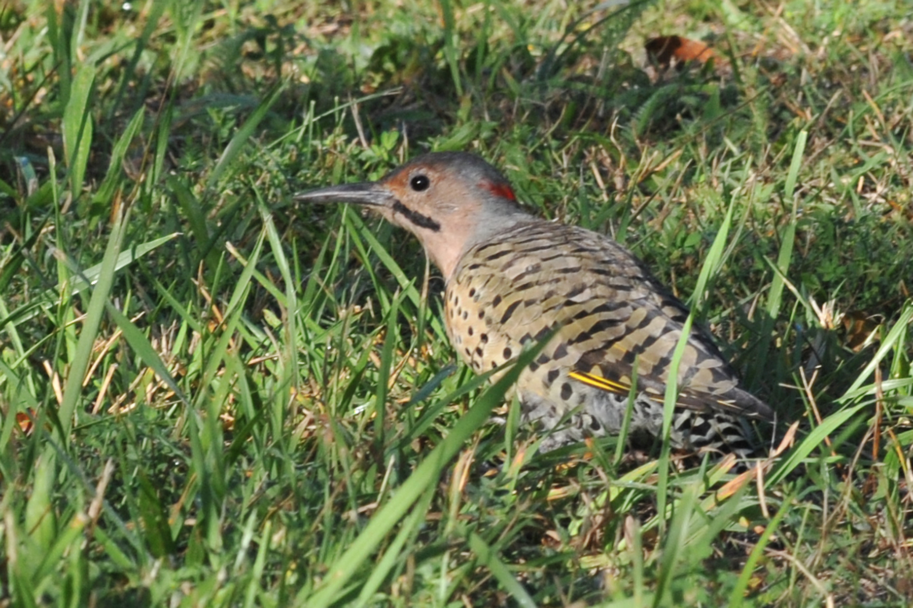 northern flicker woodpecker