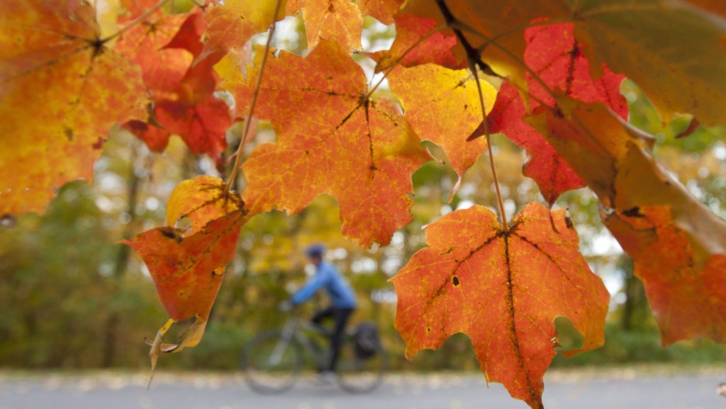 A cyclist rides through Gatineau Park