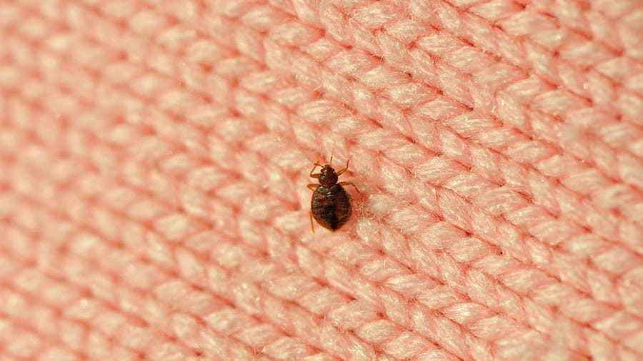 Everything you never wanted to know about bed bugs