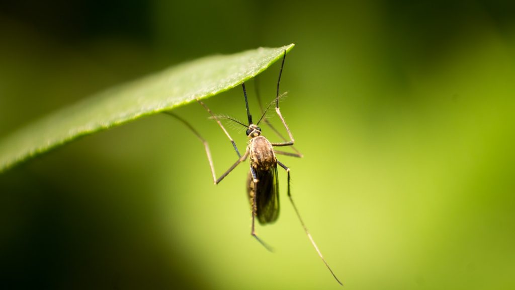 Ottawa Public Health confirms first human West Nile Virus case of this year