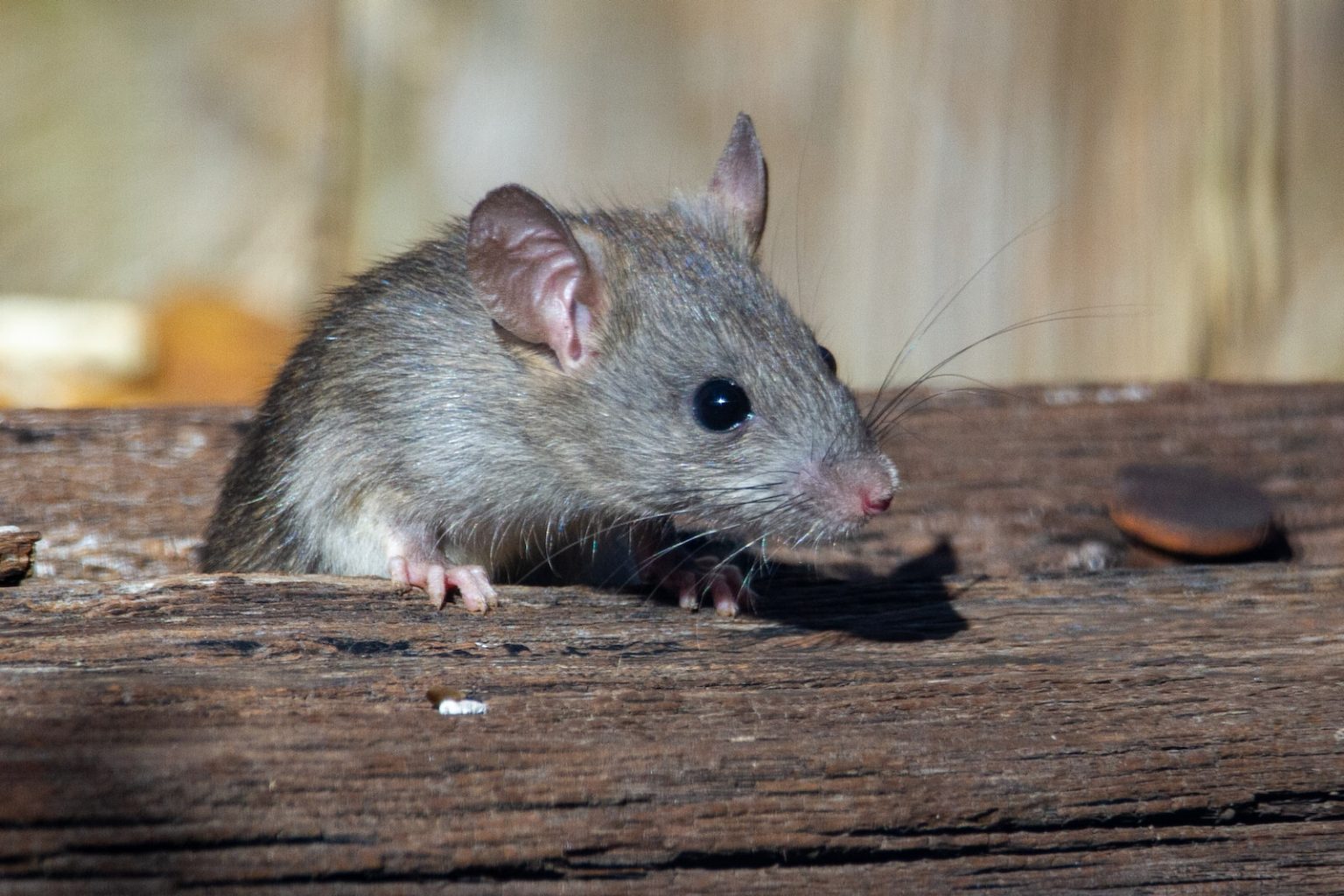 Orkin names Ottawa as one of Canada's 'rattiest' cities CityNews Ottawa