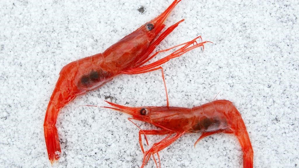 New England's decades-old shrimp fishery, a victim of climate change, to remain closed indefinitely