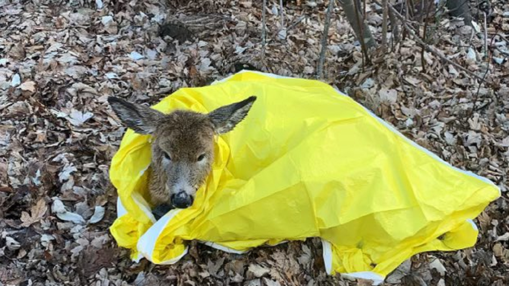 Rescued deer