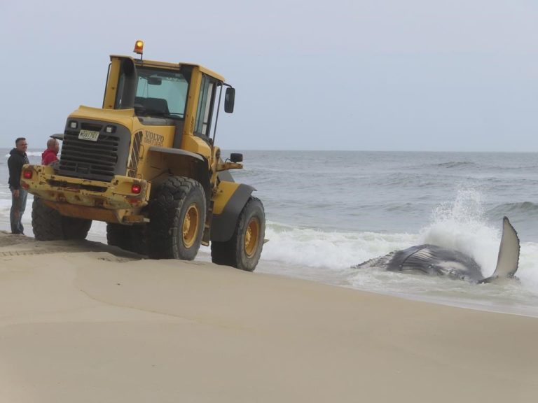 Dead whale on New Jersey's Long Beach Island is first of the year ...