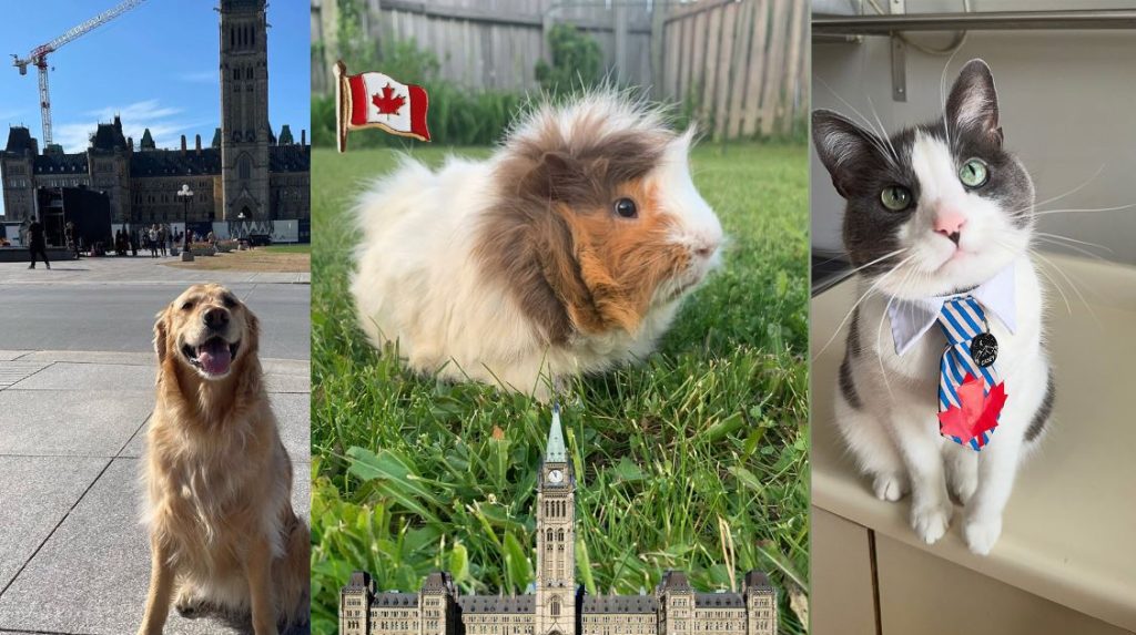 Canadians invited to vote for cutest pets on Parliament Hill