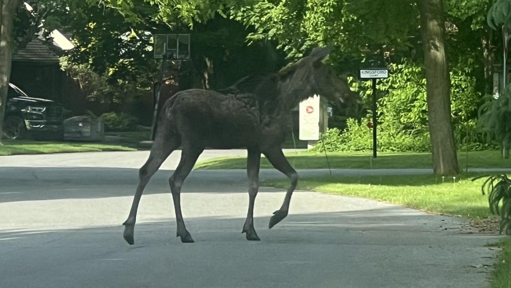 Kanata moose on street