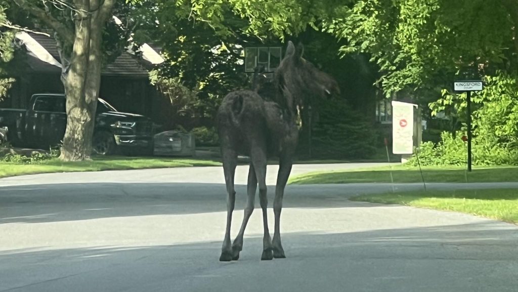 Kanata moose