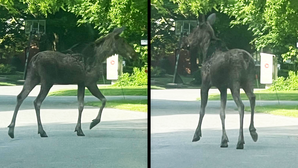 Young moose spotted in Kanata a 'very Canadian' experience