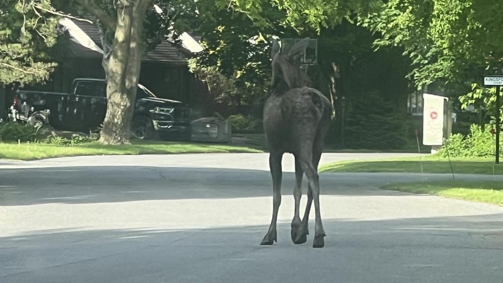 Kanata moose