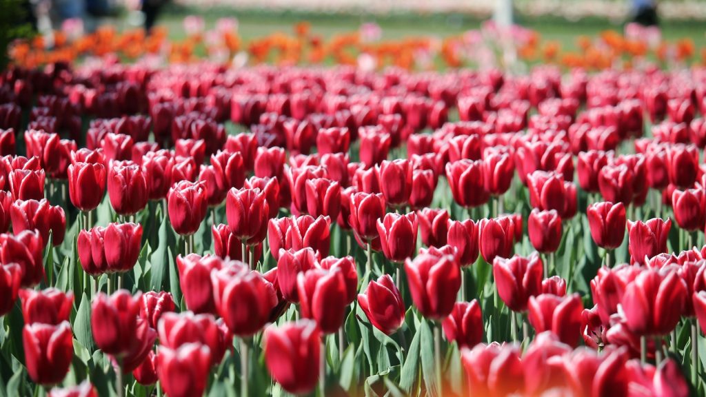 Tulip Festival continues in Ottawa