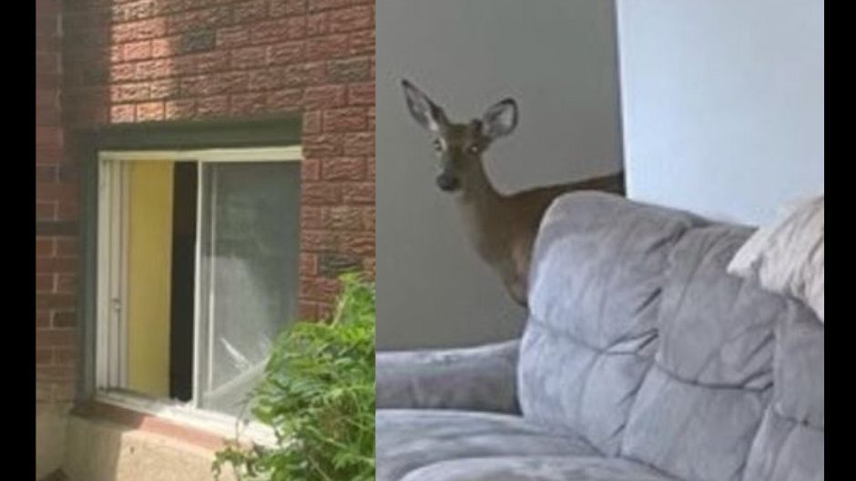 deer in home