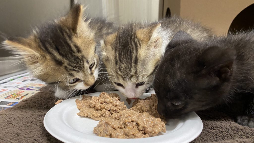 Three homeless kittens enjoying a meal at the Ottawa Humane Society. Photo by the OHS.