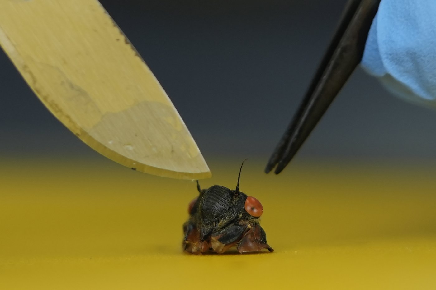 Collecting sex-crazed zombie cicadas on speed: Scientists track a