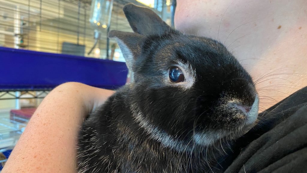 OHS rabbit crisis intensifies with nearly 40 rabbits for adoption