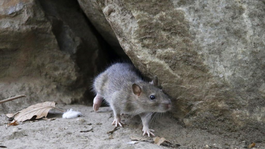 A rat leaves its burrow at a park in New York City