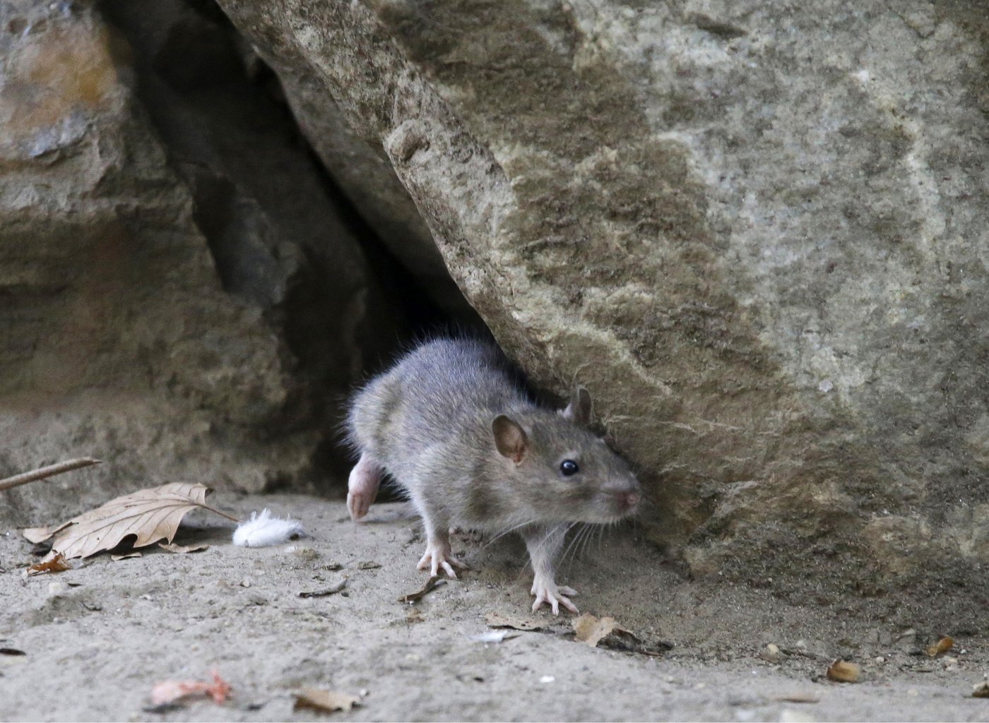 ‘Perfect rat storm’: Ontario cities seek ways to fight increasingly visible rats