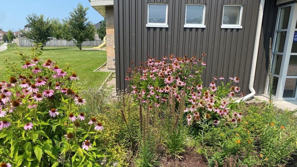 City sees flooding improvement and lush plants at rain gardens