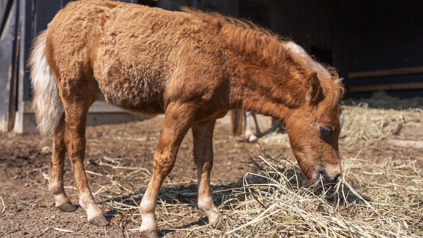 Horse infected by another mosquito transmitted virus in Ottawa