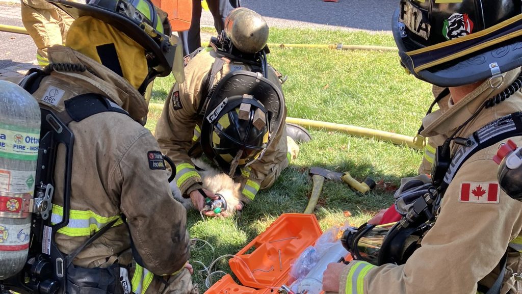 Ottawa firefighters rescue multiple dogs during south end basement fire