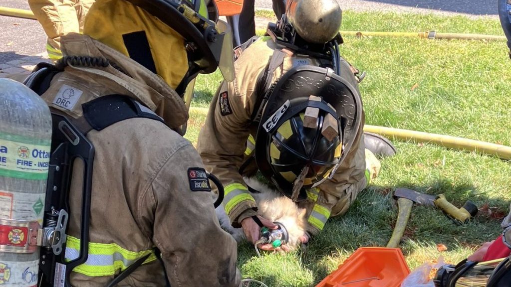 Firefighters revive dog following basement fire