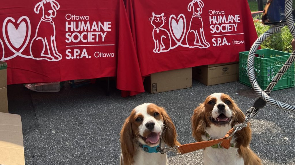 The Ottawa Humane Society says there is a rising need for pet food. Photo showing pop-up pet food bank on August 15th. (Ottawa Humane Society)