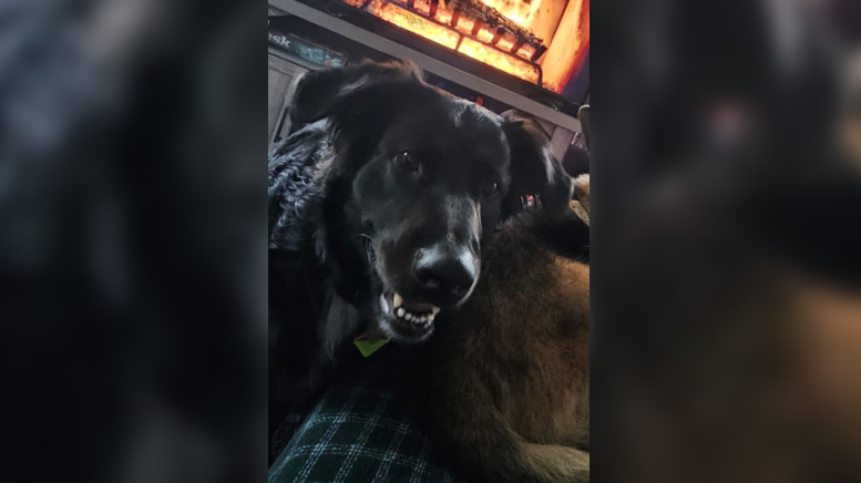 OPP put out plea for missing dog after owner was in a vehicle collision