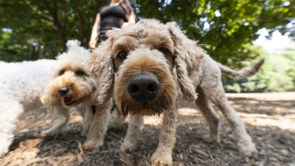 Bylaw increases education on dog bites, attacks in Ottawa as cases rise