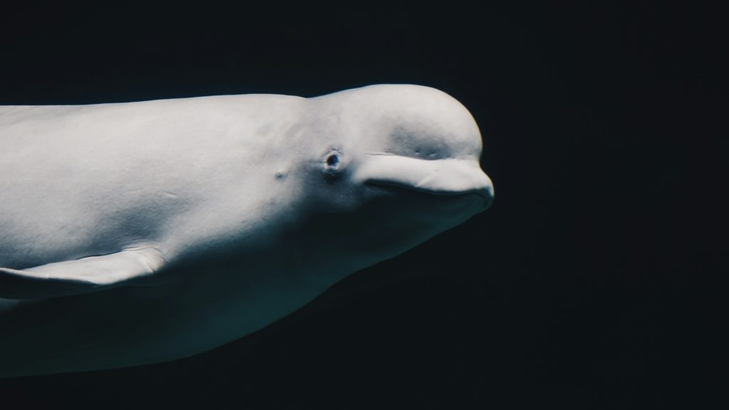 Another beluga dies at Marineland, Ontario saying little on 4-year probe into park