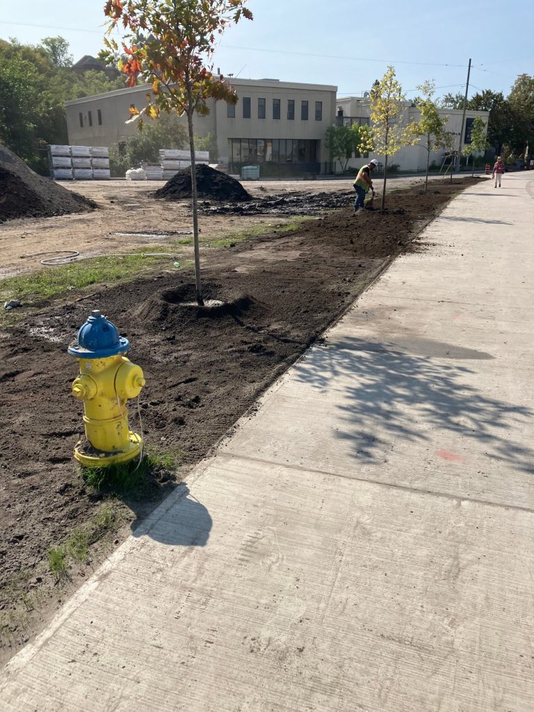 New trees being planted on the south side of Albert Street between Bronson and Empress Avenues, looking south (August 2024). Photo by City of Ottawa.