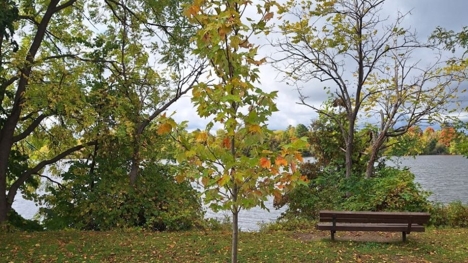 City of Ottawa wraps up 2024 tree planting season