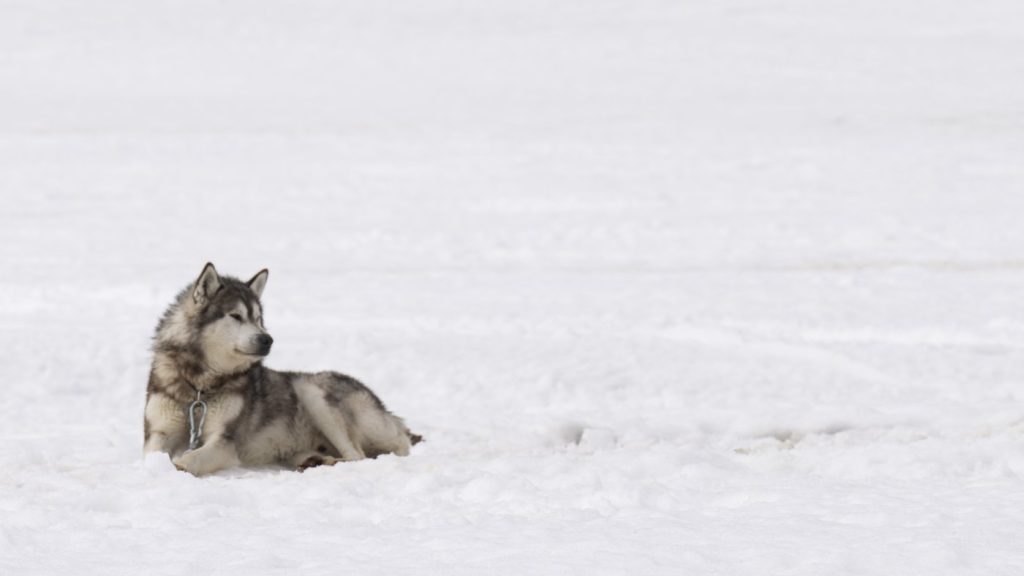 Ottawa to deliver apology, $45M in compensation for Nunavik Inuit dog slaughter