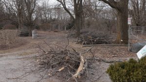 Man, 78, dead after tree fell on him during ice storm cleanup near Peterborough