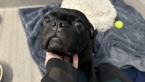 Donations needed to help abandoned 2-year-old pug named Petunia