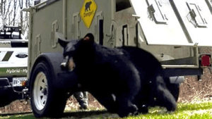 Black bear spotted in Kanata now safe