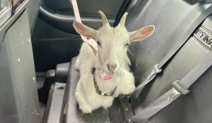 ‘Baaaad’ goat causes chaos on Ottawa-area highways