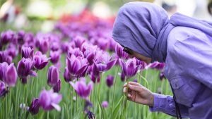 Tulip Festival kicks off this weekend in the capital