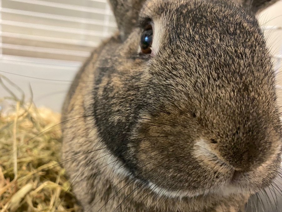 Ottawa Humane Society facing a surge in rabbits for adoption | CityNews ...