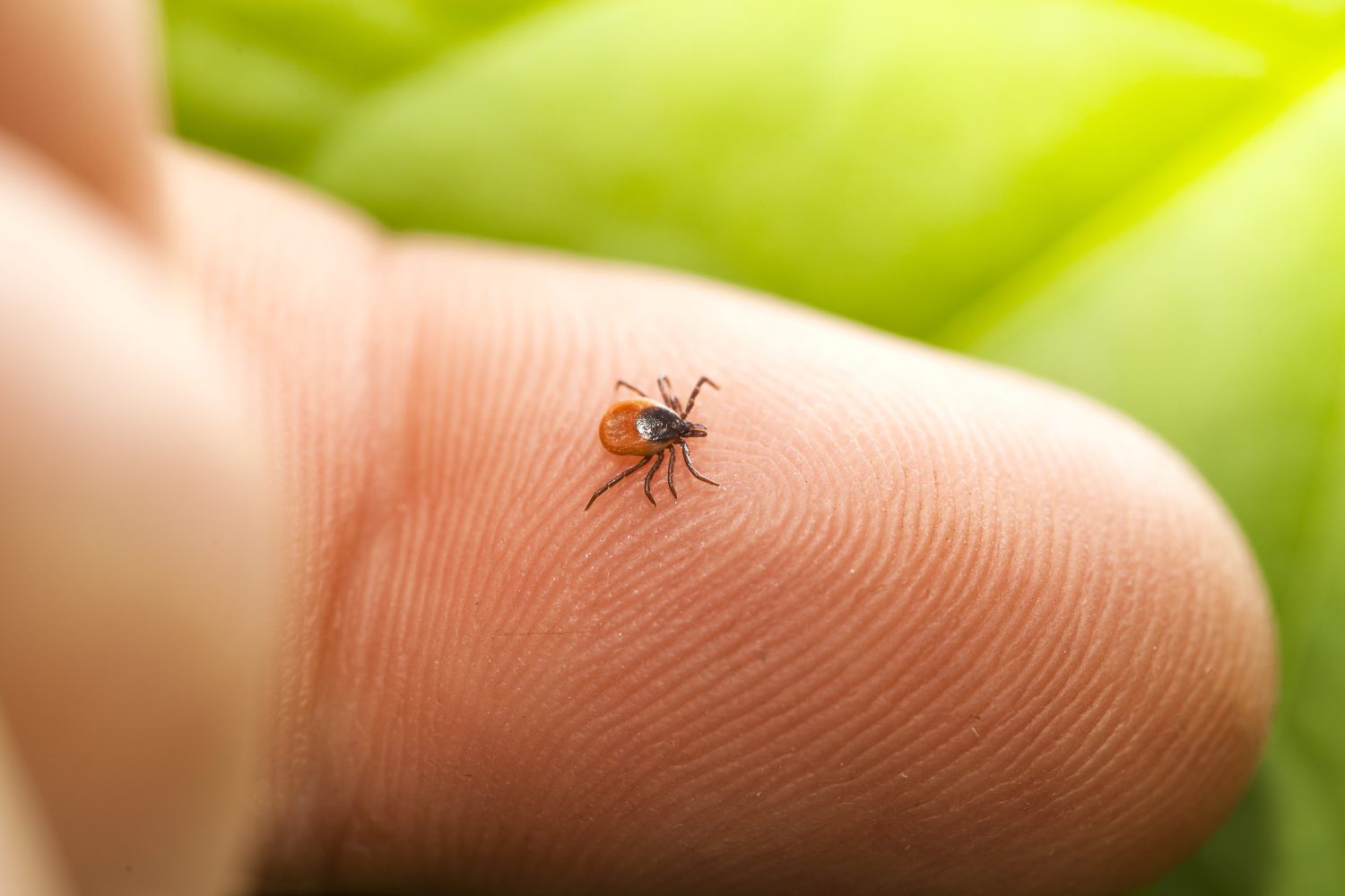 Ontario health officials, veterinarians warn about tick season 2022